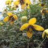 Clematis, Yellow-flowered