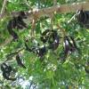 Carob tree