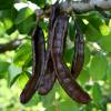 Carob tree