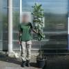 Carob tree