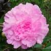 Peony 'Sarah Bernhardt'