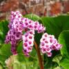 Heartleaf Bergenia, Pig Squeak