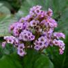 Heartleaf Bergenia, Pig Squeak