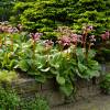 Heartleaf Bergenia, Pig Squeak