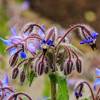 Borage