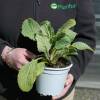 Borage
