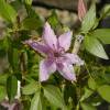 Clematis 'Hagley Hybrid'