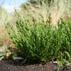 Samphire