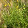 Samphire