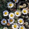 Moroccan Chamomile
