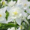 Columbine 'Kristall'
