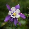 Columbine 'Blue Star'