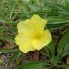 Evening Primrose, Yellow Missouri