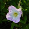 Evening Primrose, Pink 'Siskiyou