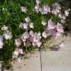 Evening Primrose, Pink 'Siskiyou