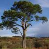 Pine, Scots