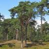 Pine, Scots