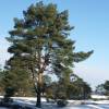 Pine, Scots