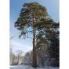 Pine, Scots