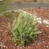 Woolybush