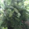 Woolybush