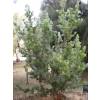 Woolybush