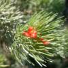 Woolybush