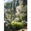 Woolybush