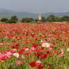 Iceland Poppy