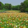 Iceland Poppy