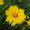 Lanceleaf Coreopsis, Yellow