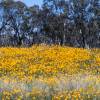 Lanceleaf Coreopsis, Yellow