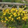 Tickseed, Lanceleaf Coreopsis yellow