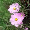 Lanceleaf Coreopsis, Pink