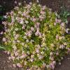 Lanceleaf Coreopsis, Pink