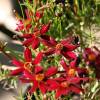 Lanceleaf Coreopsis, Red