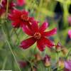 Tickseed, Lanceleaf Coreopsis, Red