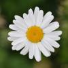 Oxeye daisy, marguerite