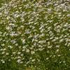 Oxeye daisy, marguerite