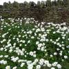 Oxeye daisy, marguerite