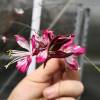 Gaura lindheimeri Bicolor