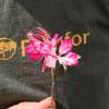 Gaura lindheimeri Bicolor