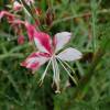 Gaura lindheimeri Bicolor