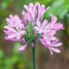 African lily Pink