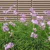 African lily Pink