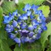 Hydrangea, Blue