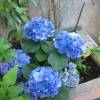 Hydrangea, Blue