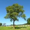 Walnut, Red kernel 'Rubin'
