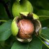 Walnut, Red kernel 'Rubin'