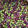 Olive Trees : Fruit-Bearing Varieties